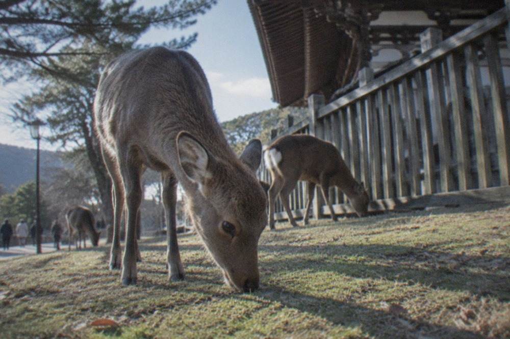 Deer grazing on open grass beside a wooden temple fence in Nara Park