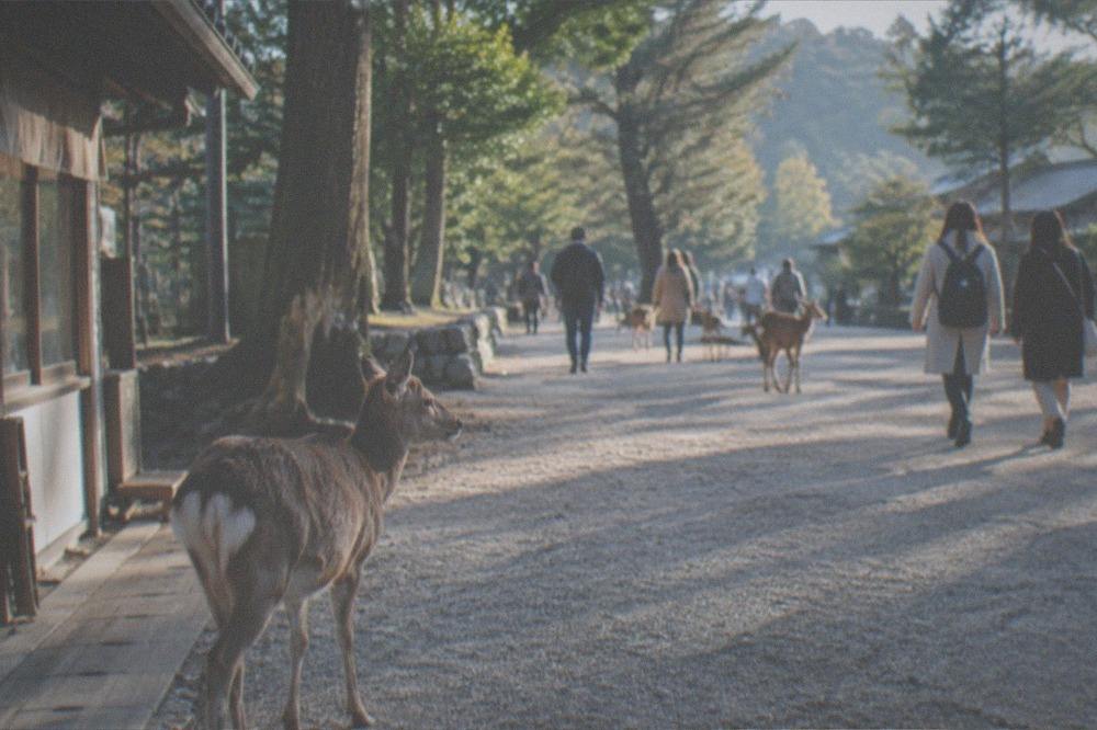 Visitors walking a wide gravel path through parkland in early morning light