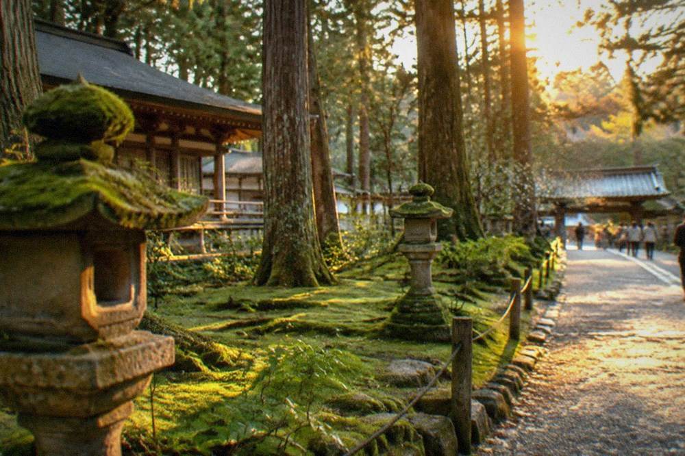 A moss garden with stone lanterns and tall cedar trees at a mountain temple