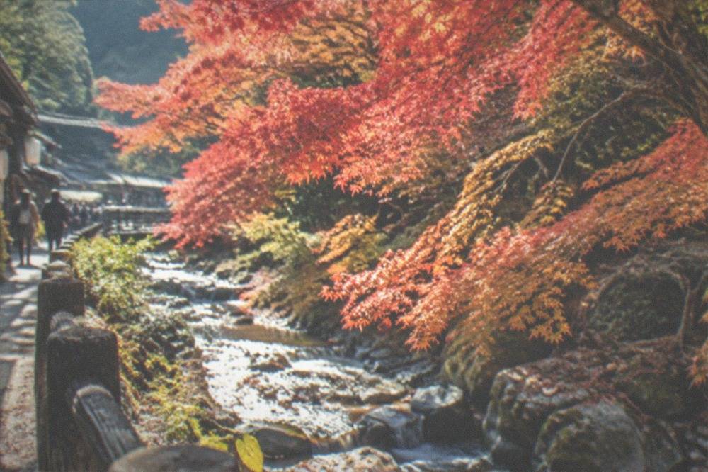 Maple trees with red and orange leaves over a mountain stream