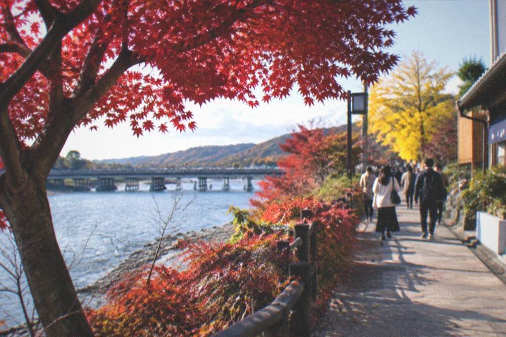 Maple trees with red leaves lining the bank of the Uji River in late autumn