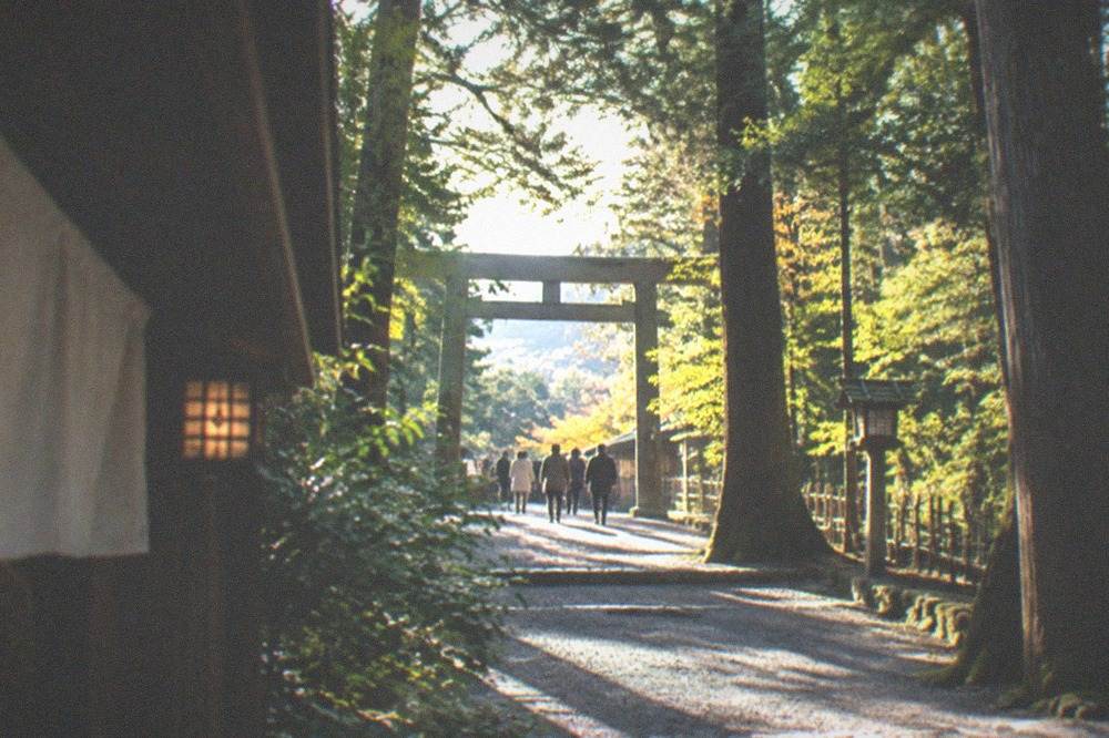Forest path with tall trees and dappled light leading to a torii gate