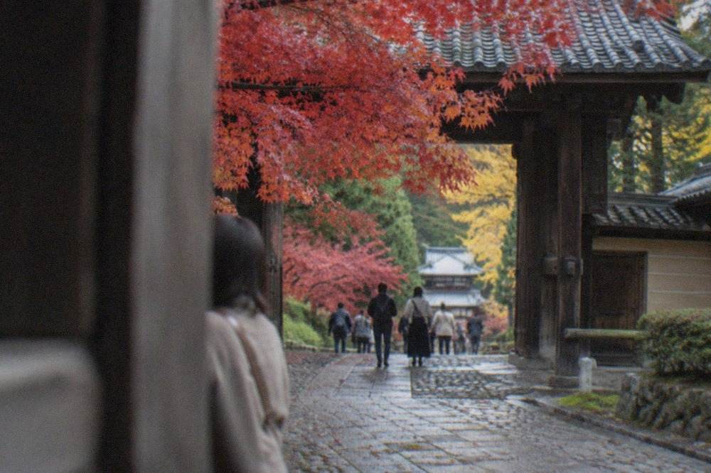 Red maple branches over a stone path beside a traditional wooden temple gate in Kyoto