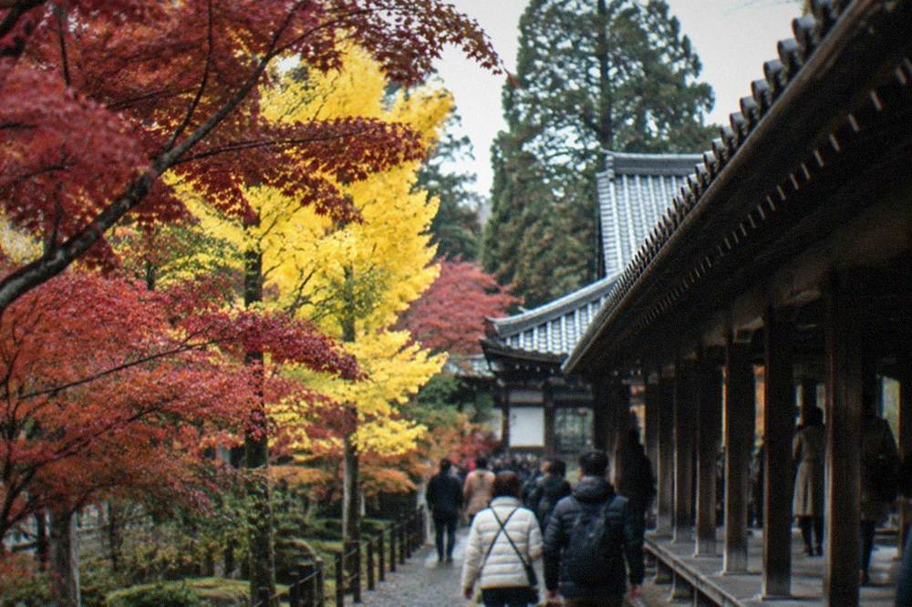 Visitors walking under tall maples along a wooden temple corridor in Kyoto in autumn