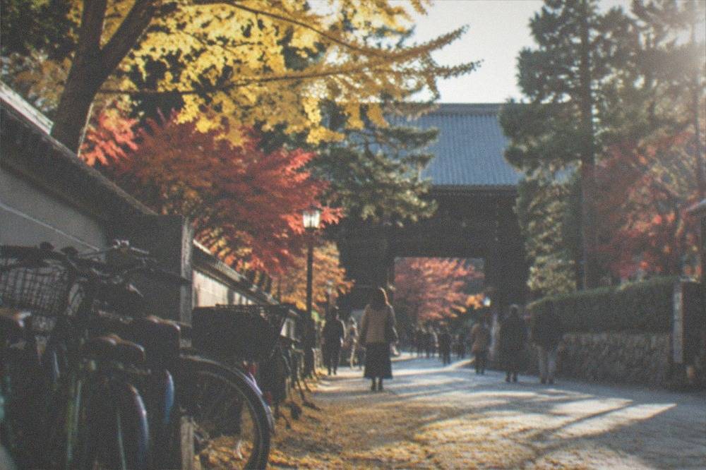 Golden ginkgo leaves covering a paved street with parked bicycles in Kyoto