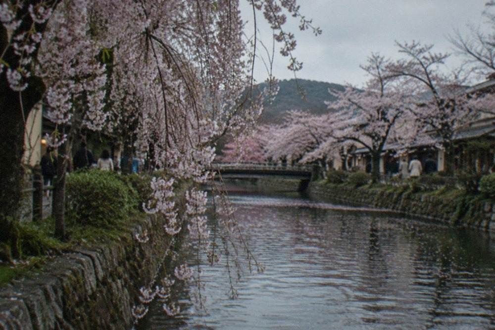 Cherry trees in full bloom along a canal in Kyoto with weeping branches over the water