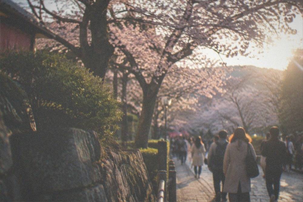 Crowds of visitors walking beneath cherry trees along a stone path in Kyoto