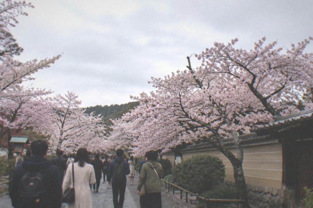Visitors in coats and light jackets walking under pink cherry blossoms beside a temple wall