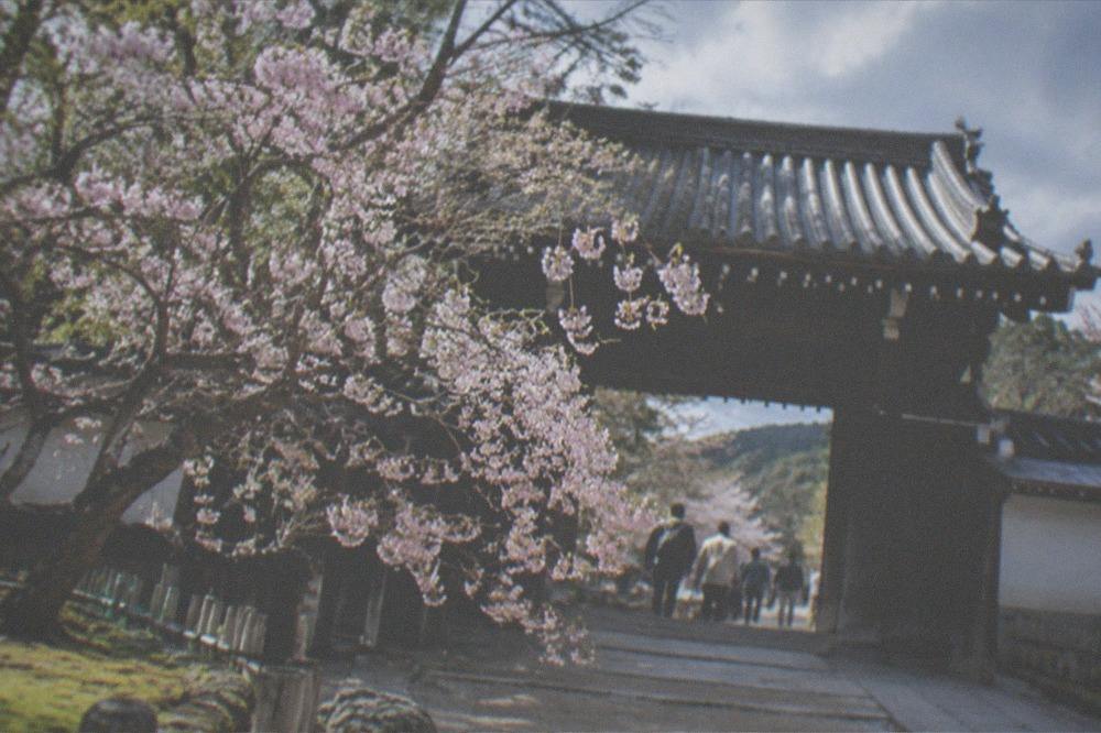 Late-blooming low cherry trees in bloom beside a wooden temple gate in Kyoto
