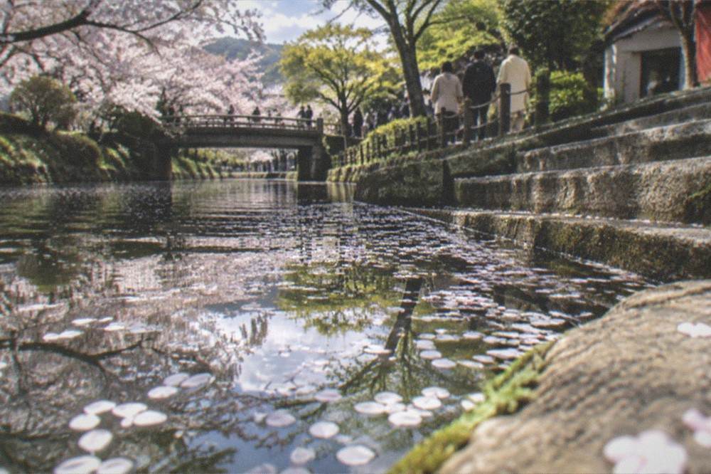 Cherry blossom petals floating on a canal surface beside stone steps in Kyoto
