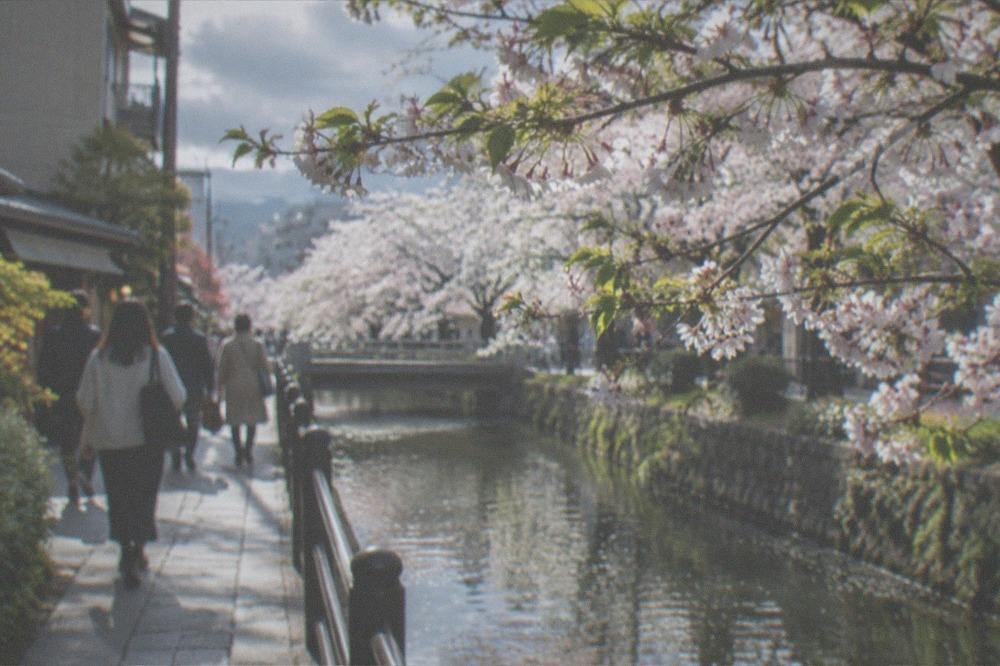 Cherry blossom trees lining a canal path in Kyoto in early spring