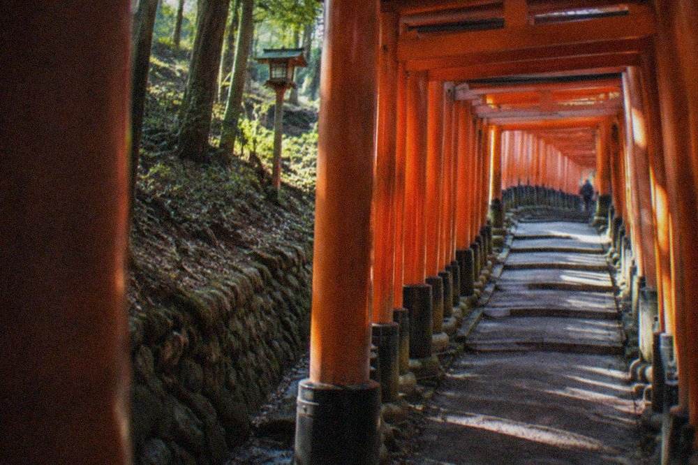 A long tunnel of vermilion torii gates curving up a wooded hillside at Fushimi Inari