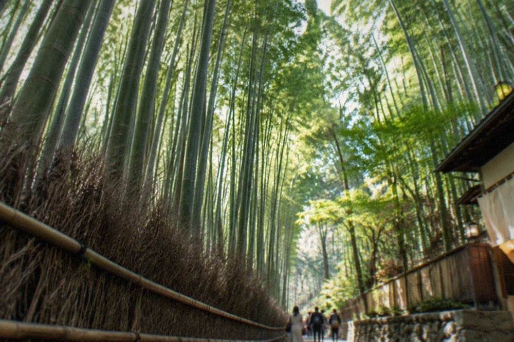 Tall green bamboo stalks in the Arashiyama grove with soft morning light between them
