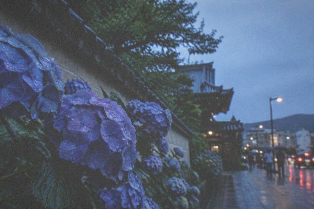 Hydrangea flowers heavy with raindrops beside a temple wall in Kyoto