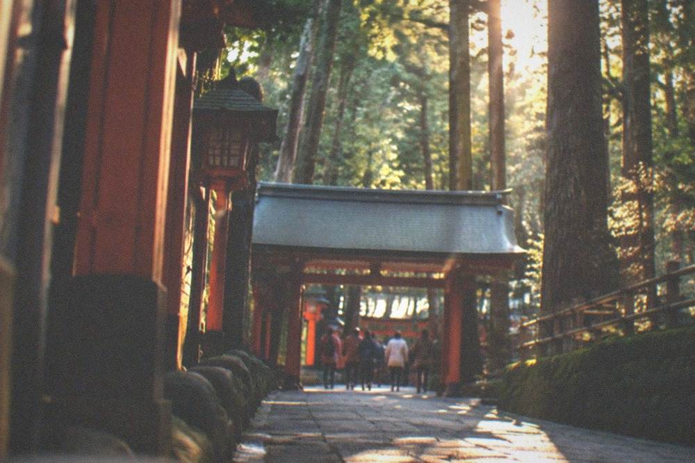 A tall cedar forest path leading toward a wooden shrine gate in northern Kyoto