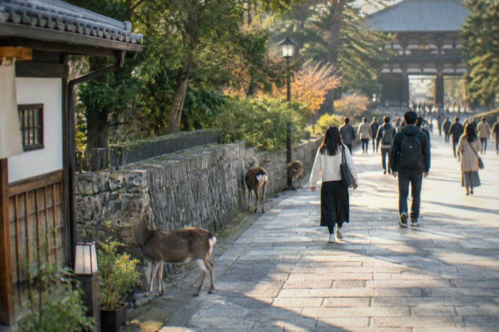 Visitors walking along the approach to Todai-ji in Nara with sika deer near the stone wall