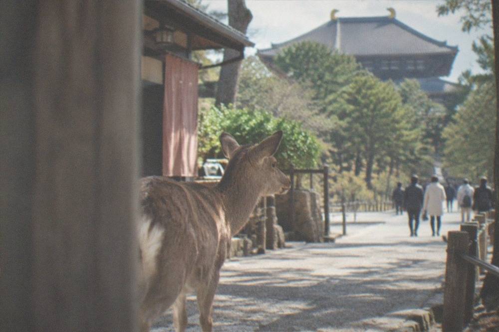 A sika deer standing on the path in Nara Park with Todai-ji's roof visible beyond the trees