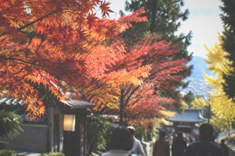 Autumn maple trees in red and orange along a temple path with visitors walking
