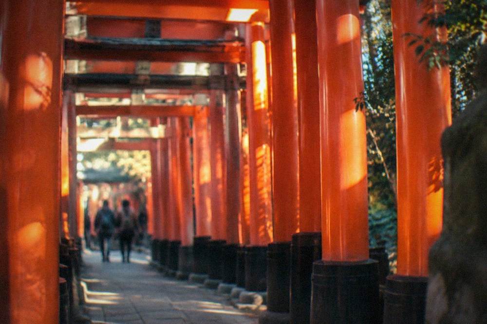 Torii gates of Fushimi Inari shrine in warm evening light