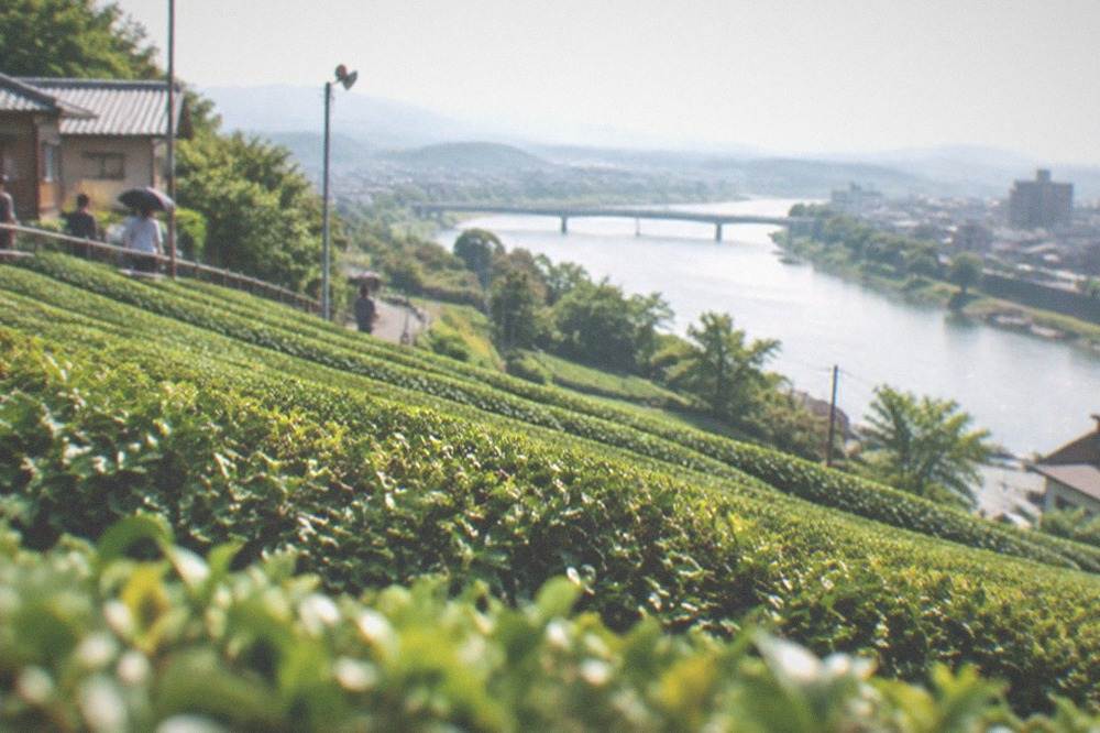 Tea fields in rows on a hillside above the Uji river
