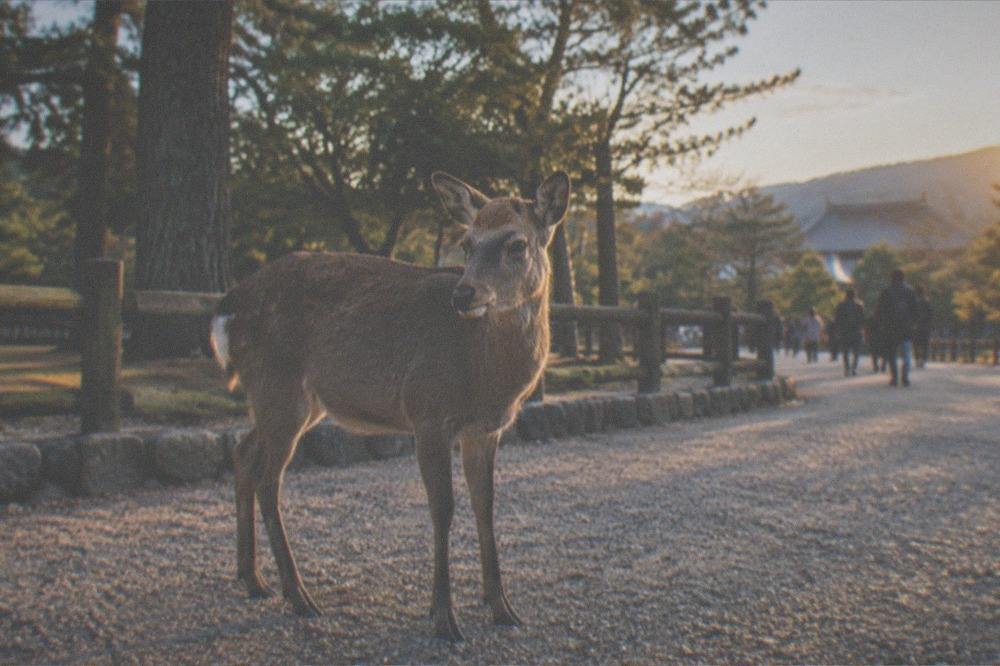 A deer standing on a gravel path in Nara Park with trees and a wooden fence behind it