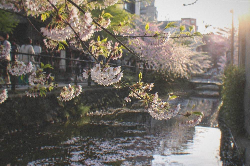 Cherry blossom branches over a canal in Kyoto with pink petals floating on the water surface