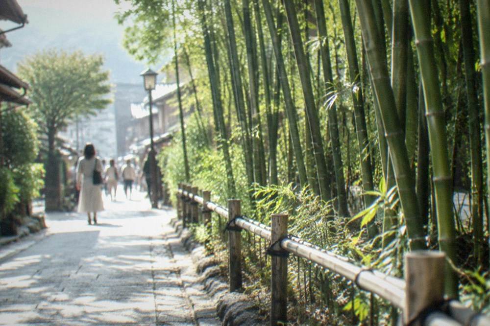 Tall bamboo stalks along a walking path in morning light