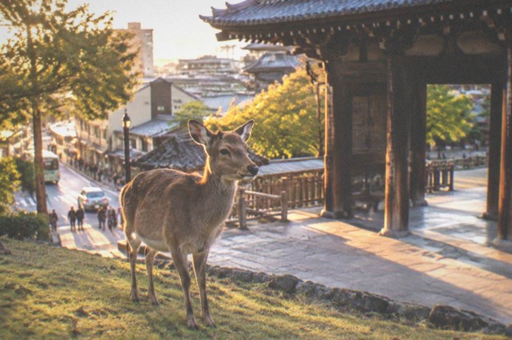 Deer standing on park grass near a wooden temple gate