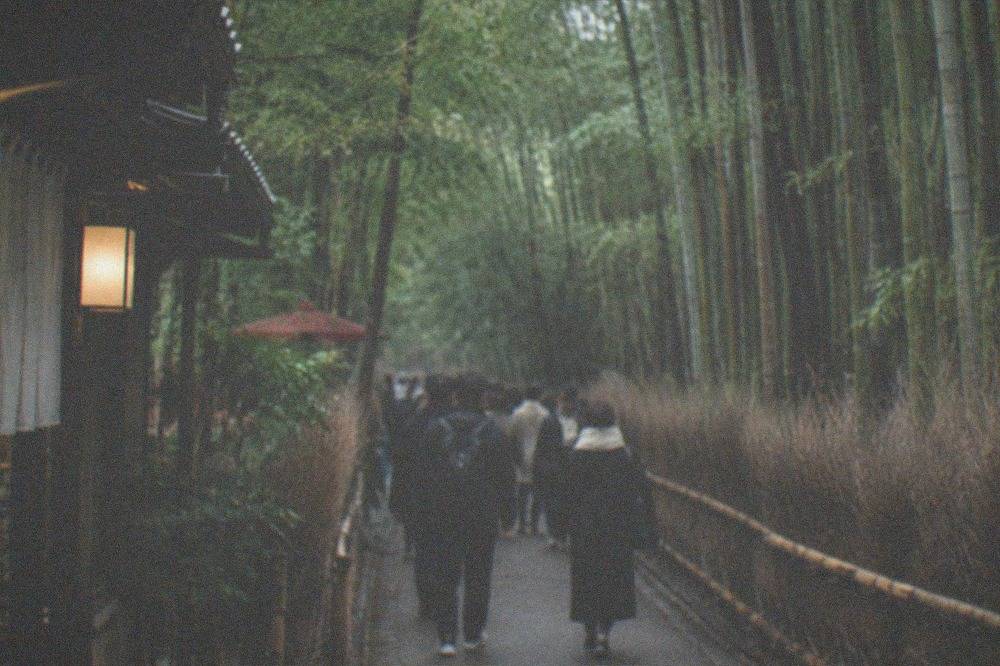Tall green bamboo stalks lining the path of the Arashiyama grove