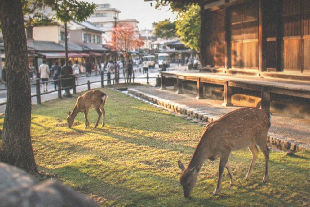 Deer grazing on open grass beside a wooden temple building in Nara Park