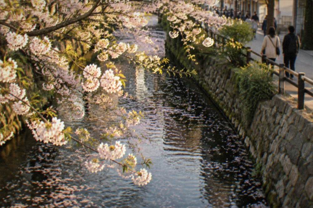 Cherry blossom branches over a Kyoto canal with petals on the water surface