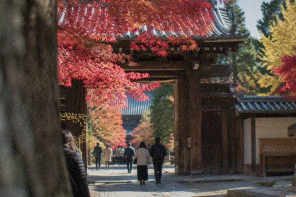 Red maple branches framing a wooden temple gate in Kyoto in late autumn