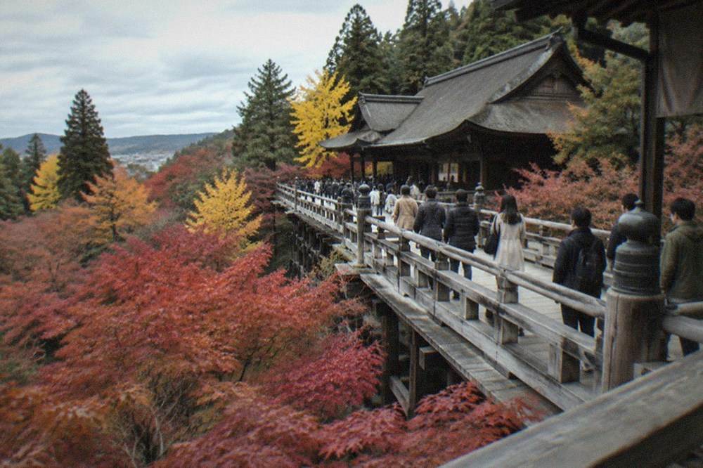 Visitors walking a raised wooden bridge above a valley of red maples