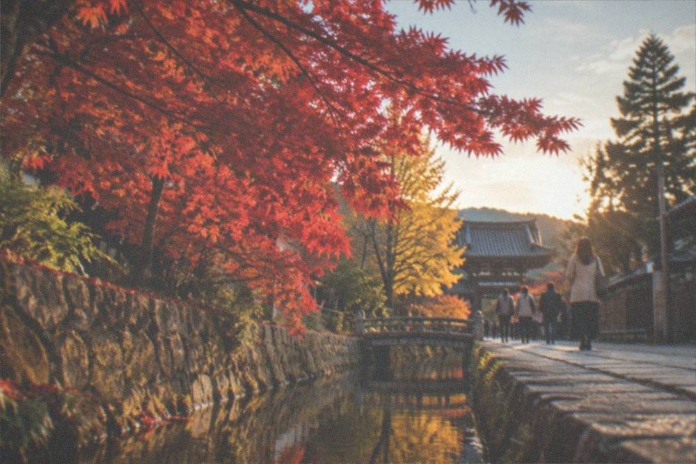 A red maple tree beside a canal along a stone walking path in Kyoto