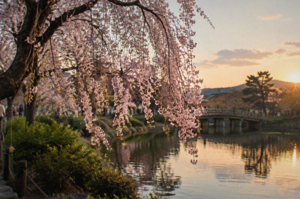 Weeping cherry tree beside a pond in a Kyoto park at first light