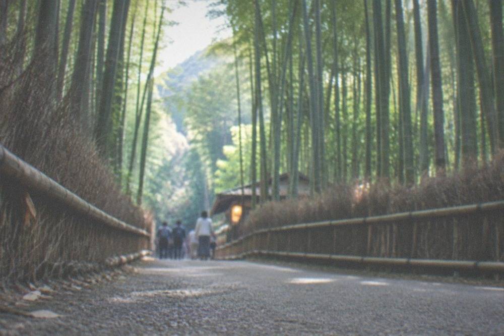Bamboo grove path in Arashiyama with tall green stalks on both sides