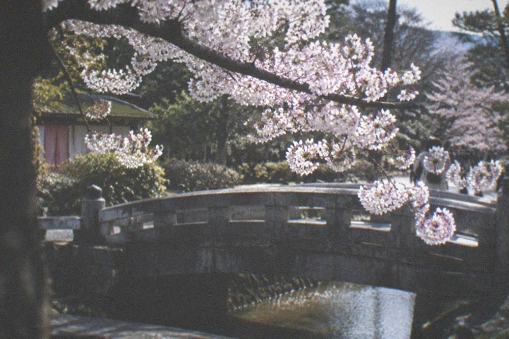 A cherry tree branch in bloom over a stone bridge in a Japanese garden