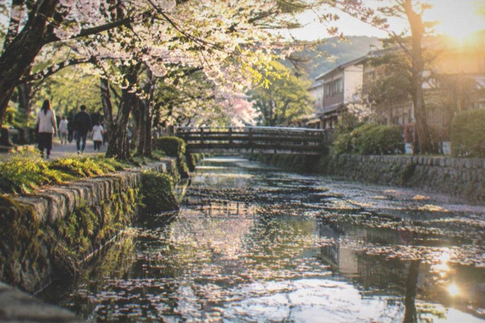 Cherry blossom petals floating on a canal surface in Kyoto at sunrise