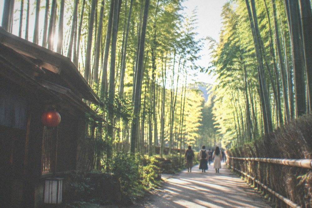 Tall green bamboo stalks rising along the narrow Arashiyama grove path