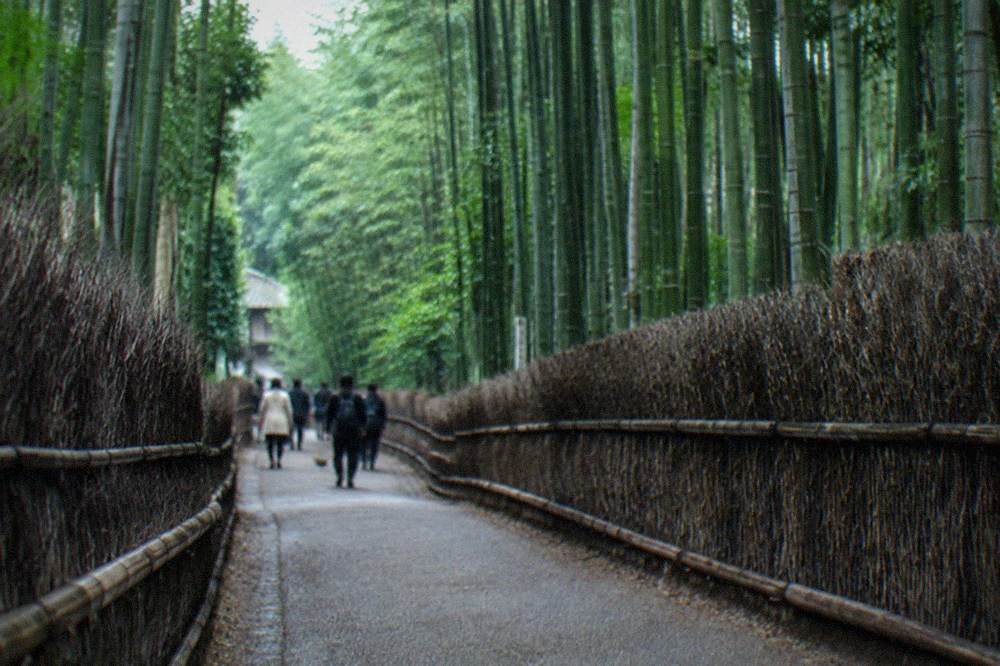 Bamboo grove path in Arashiyama with tall green stalks on both sides