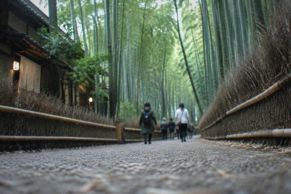 The bamboo path in Arashiyama with tall green stalks rising on both sides of the walking lane