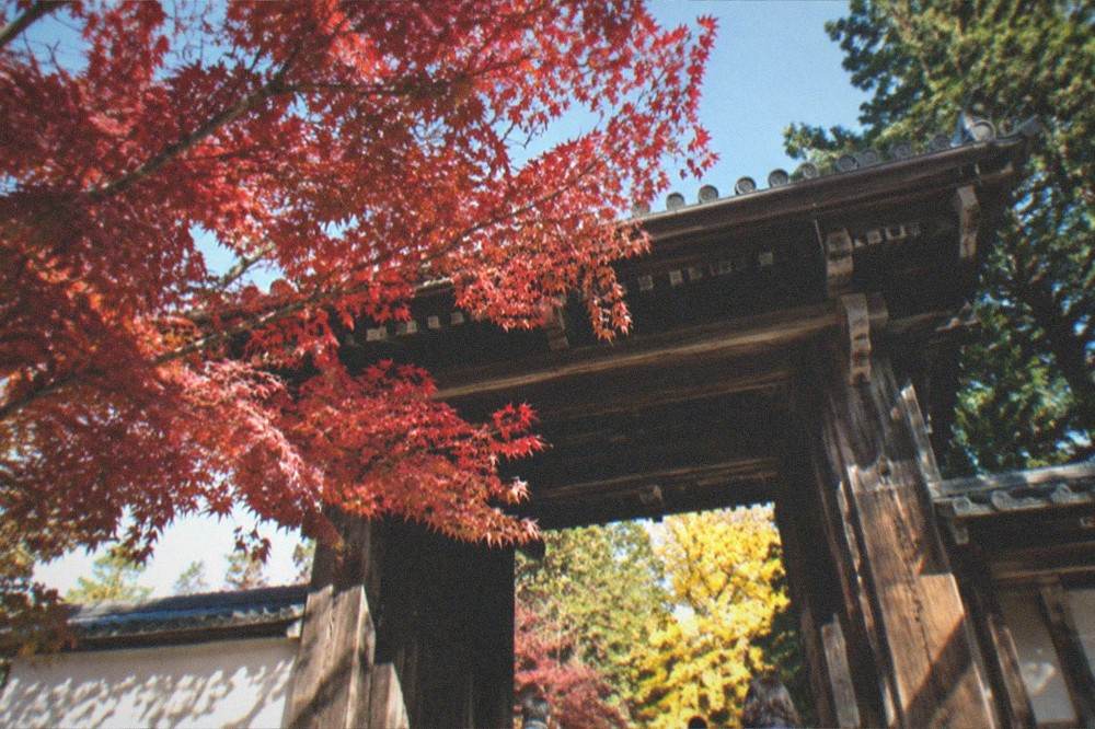 A maple tree with red leaves beside a wooden temple gate in Kyoto in late autumn