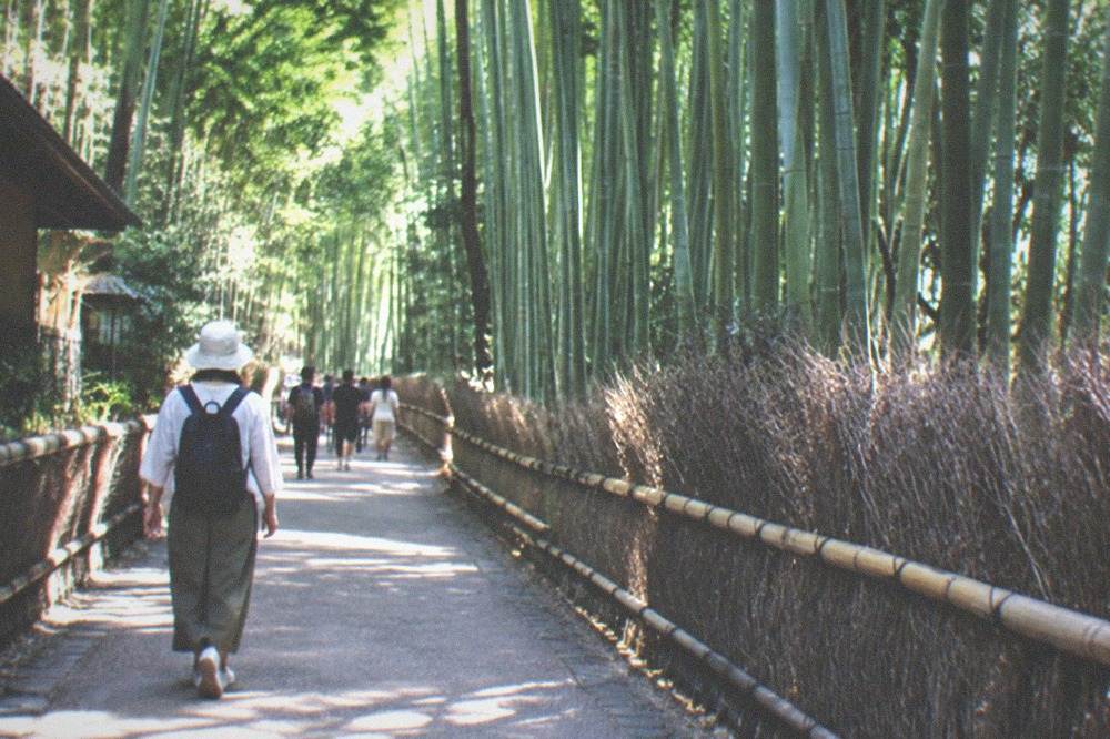 Tall green bamboo stalks lining the path through the Arashiyama bamboo grove