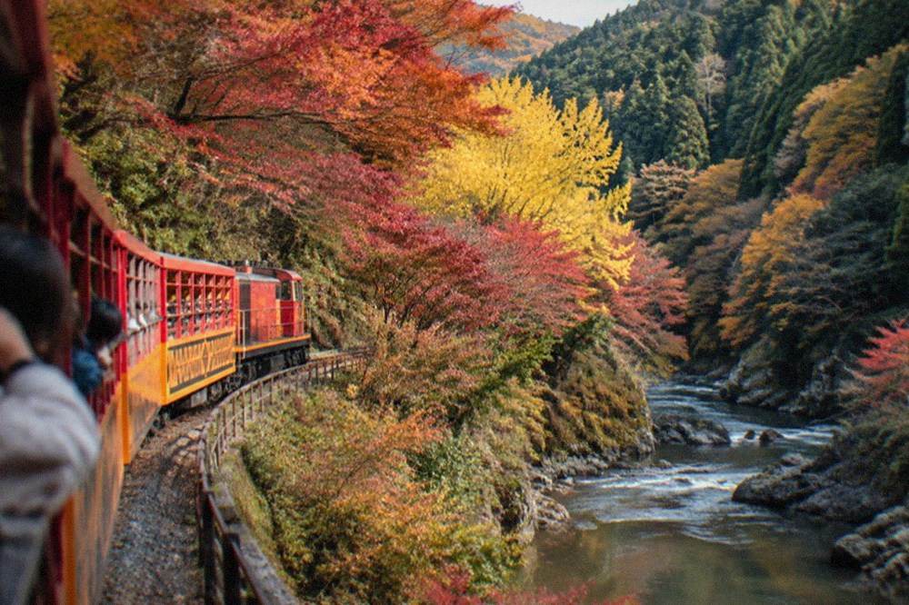 The Sagano Romantic Train passing along the forested Hozu gorge in autumn